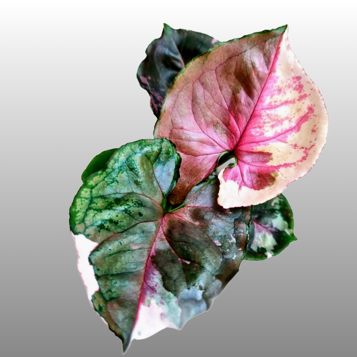 Syngonium Strawberry Ice Pink