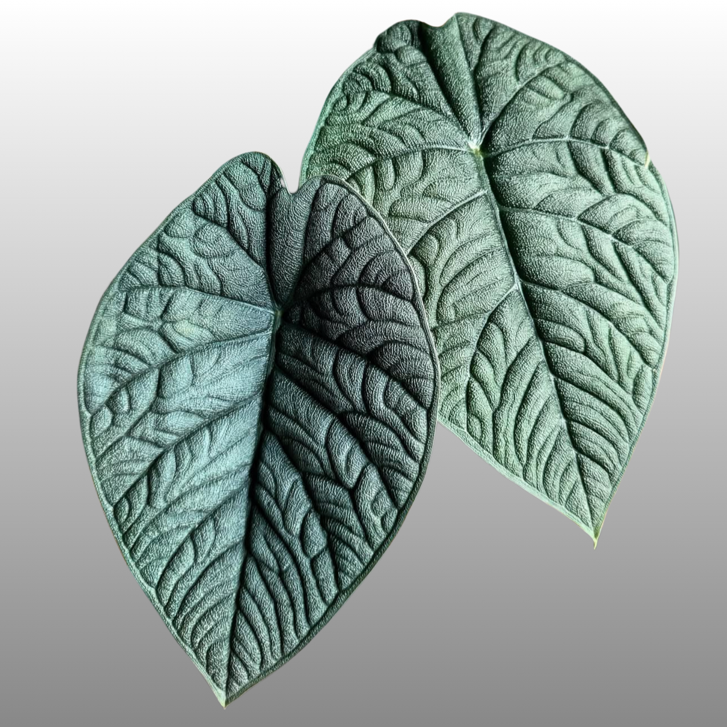 Alocasia Melo