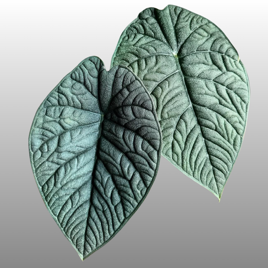 Alocasia Melo