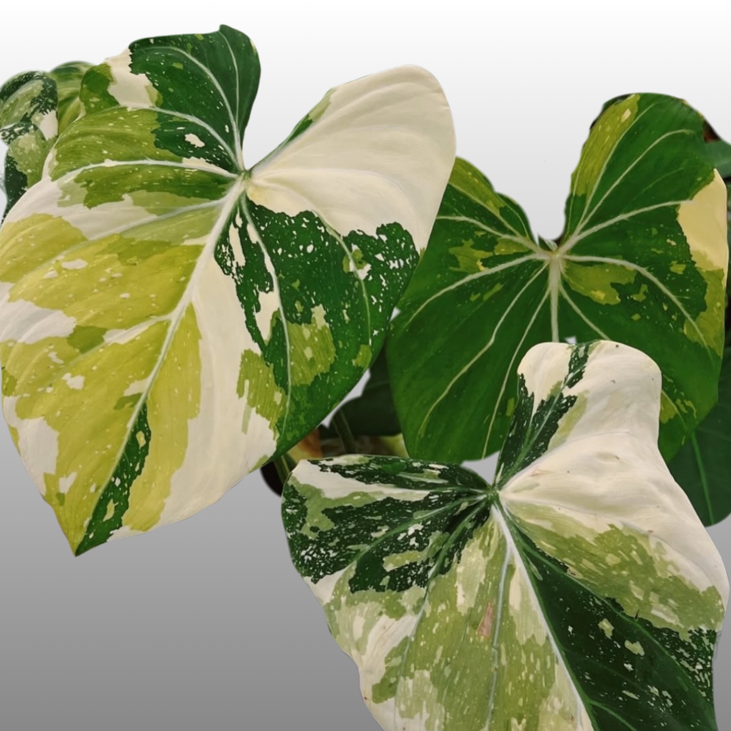 Philodendron Gloriosum Tri-Colour