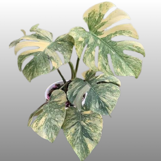 Monstera Green Snow - Tissue Culture - Available Now