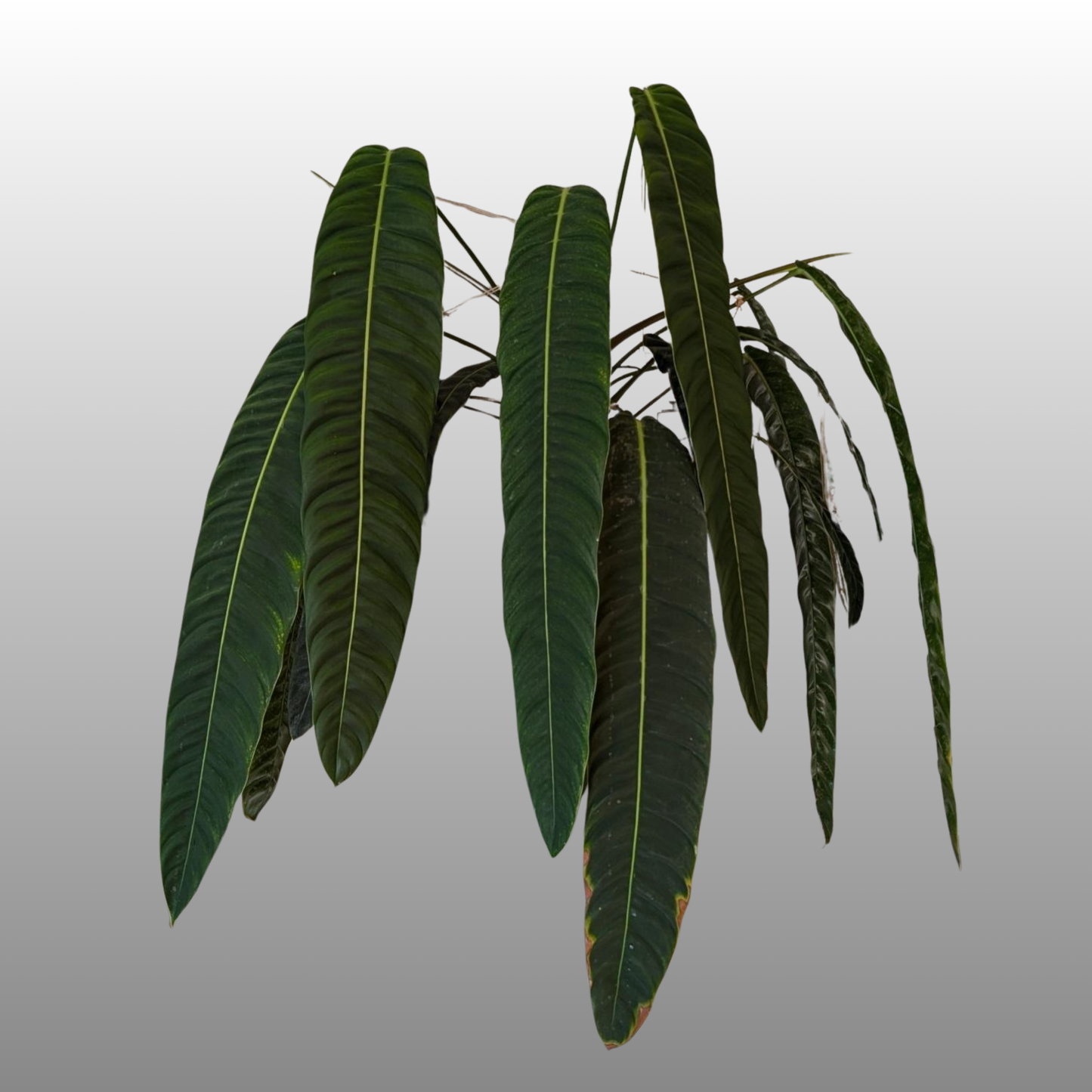 Philodendron Patriciae