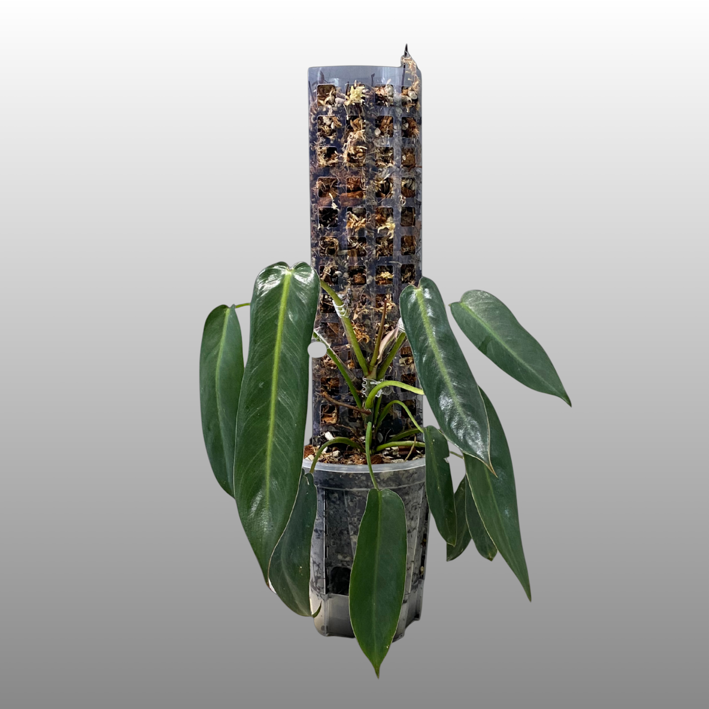 NPG Self-Watering Pole System