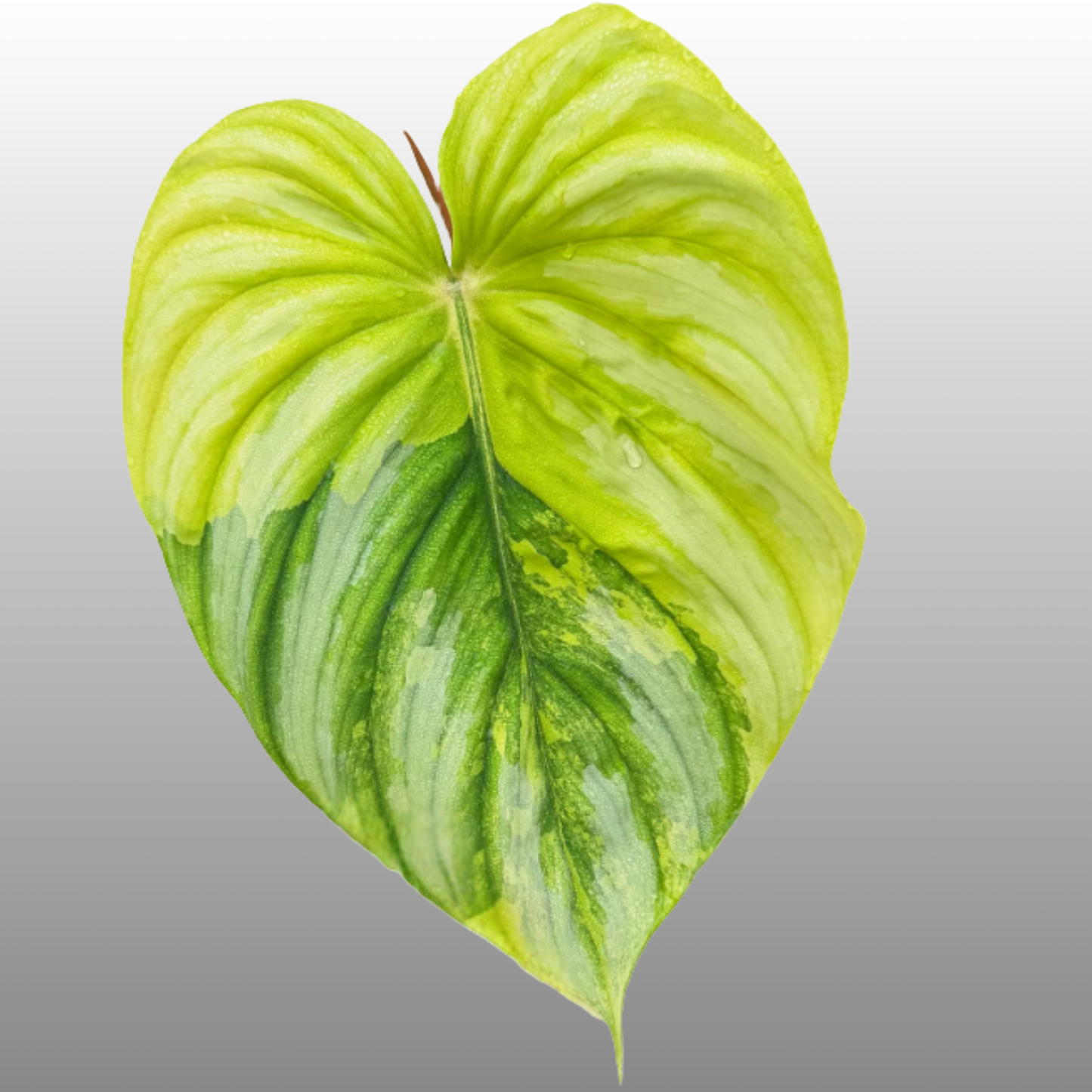 Philodendron Mamei Variegated