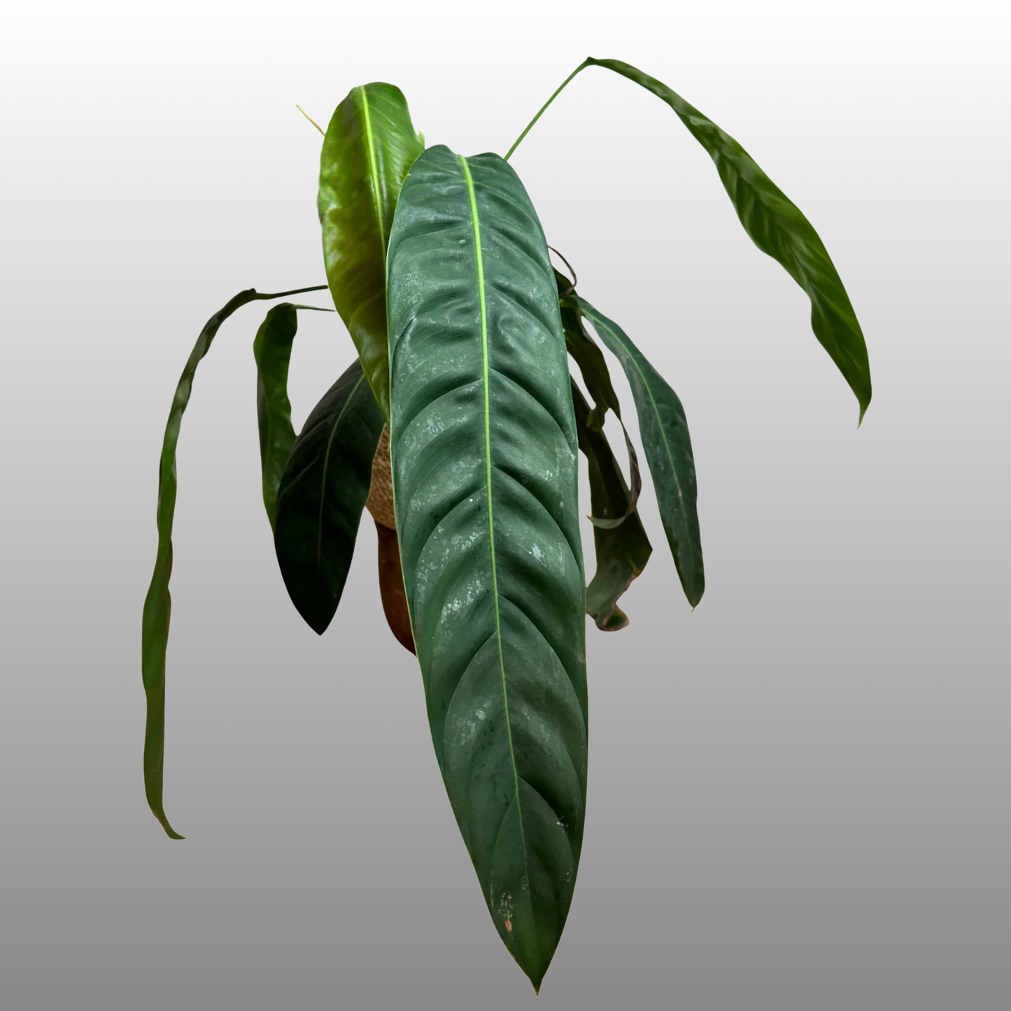 Philodendron Patriciae