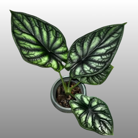 Alocasia Dragon Scale - Kids Project