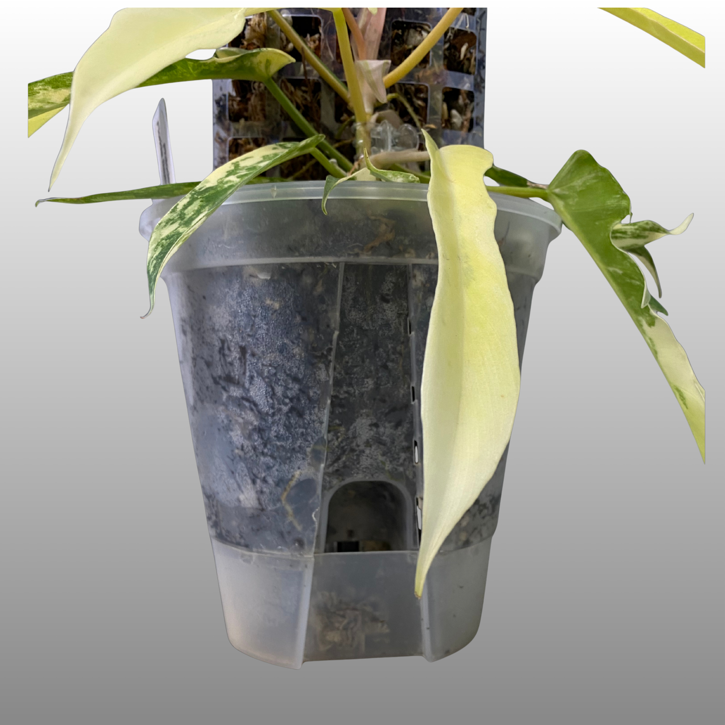 NPG Self-Watering Pole System