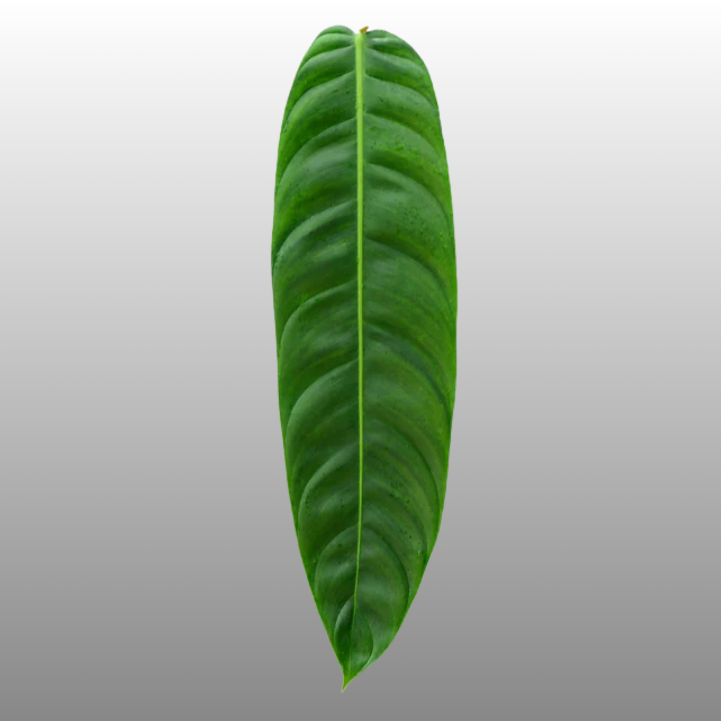 Philodendron Patriciae