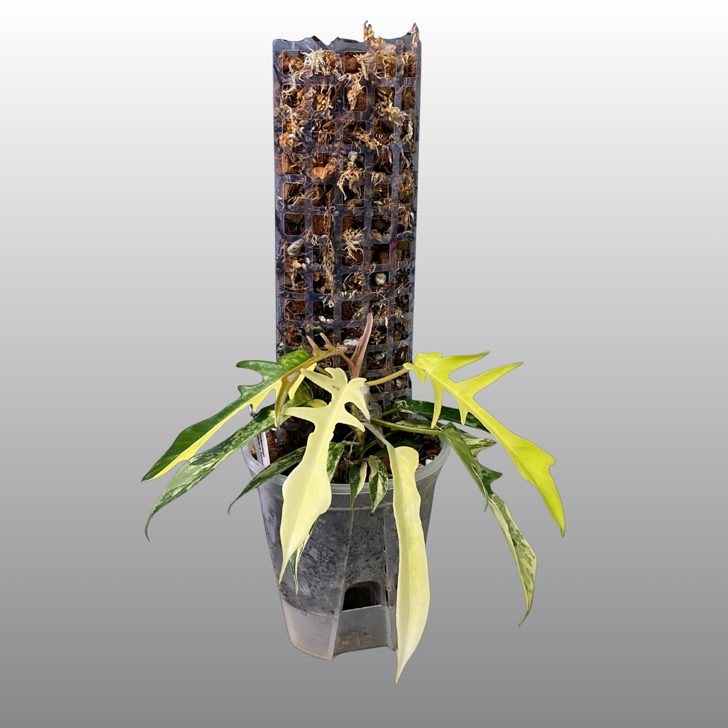 NPG Self-Watering Pole System