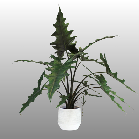 Alocasia Sabrina