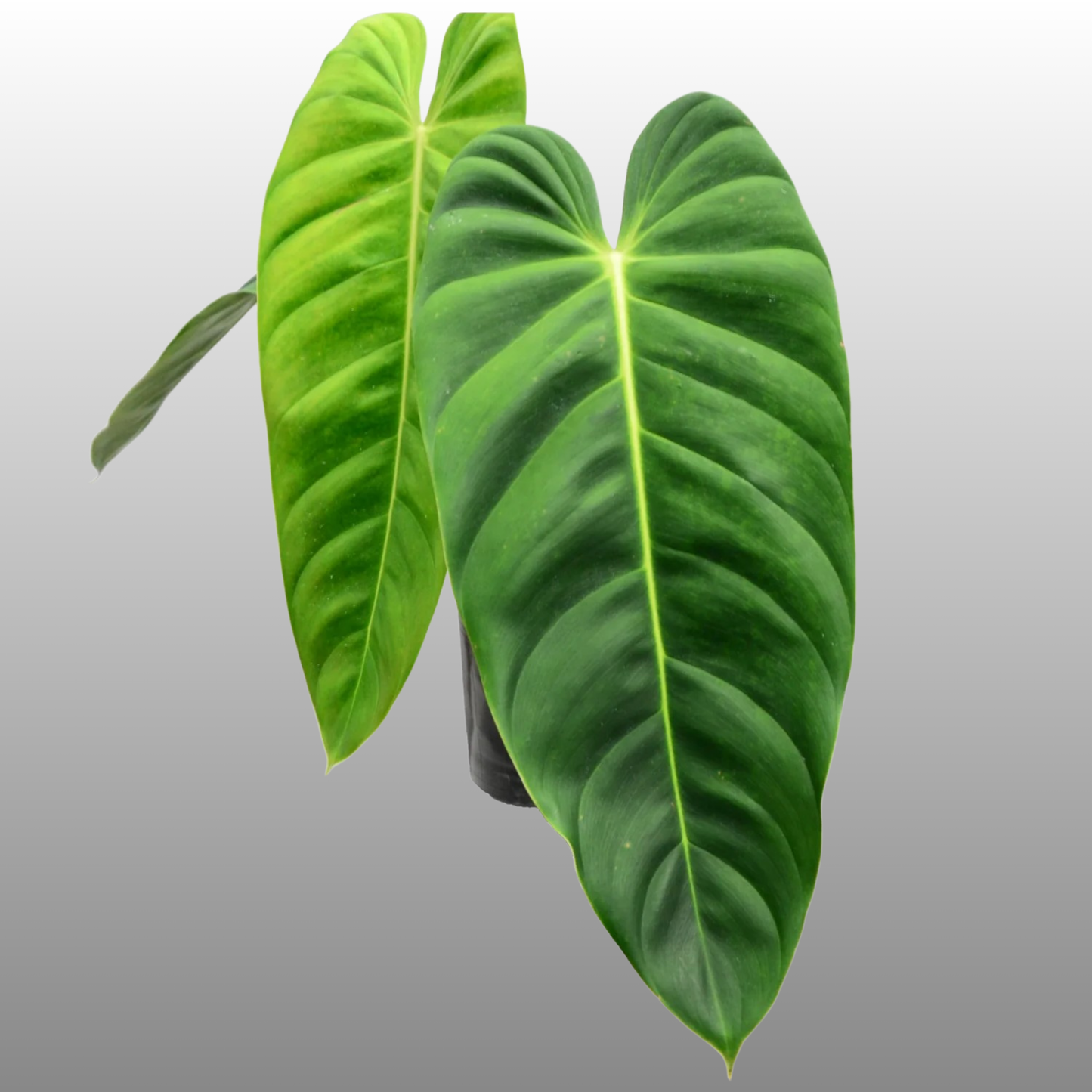 Philodendron Esmeraldense - C
