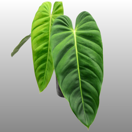 Philodendron Esmeraldense - C