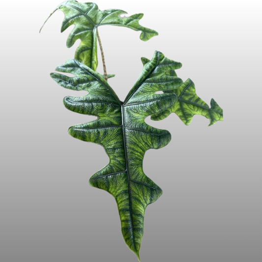 Alocasia Jacklyn - A/C