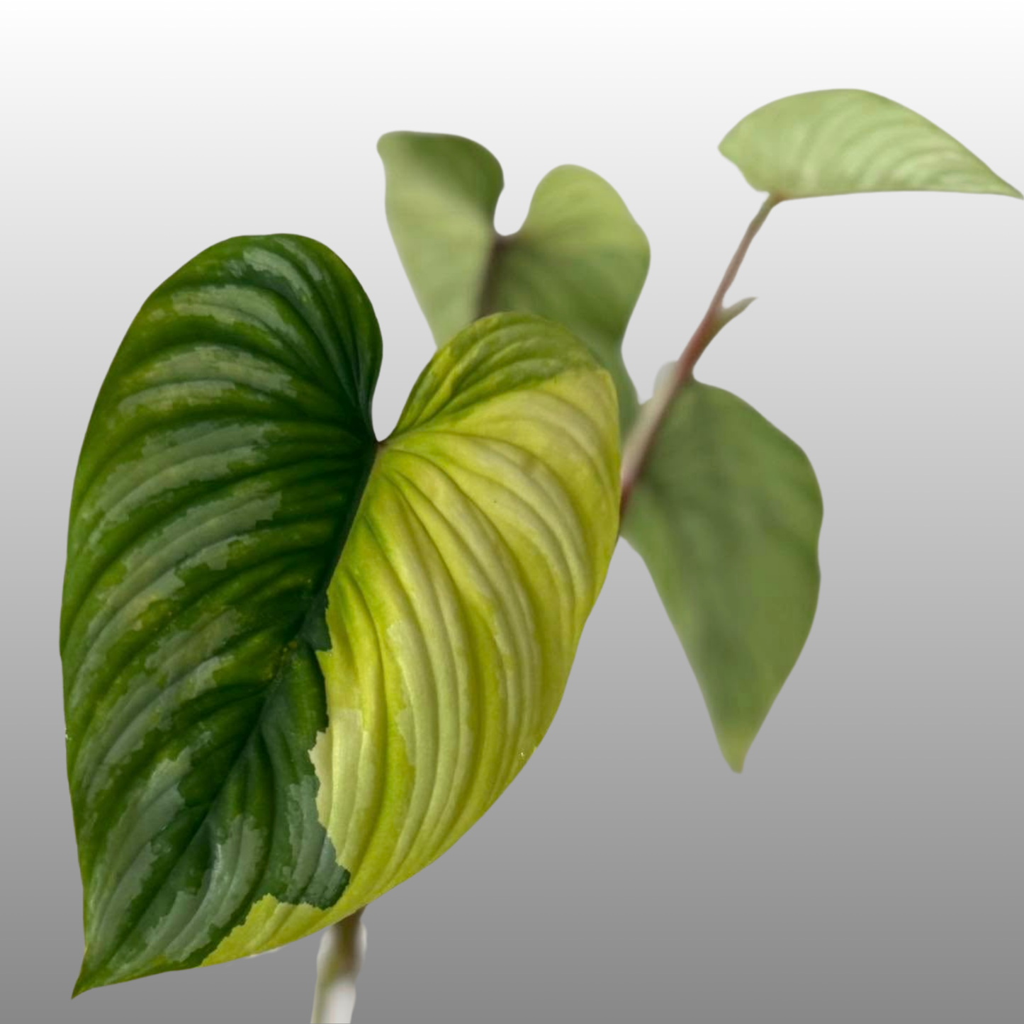 Philodendron Mamei Variegated