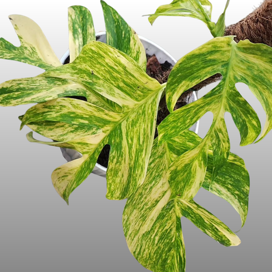Epipremnum Pinnatum Cebu Blue Aurea