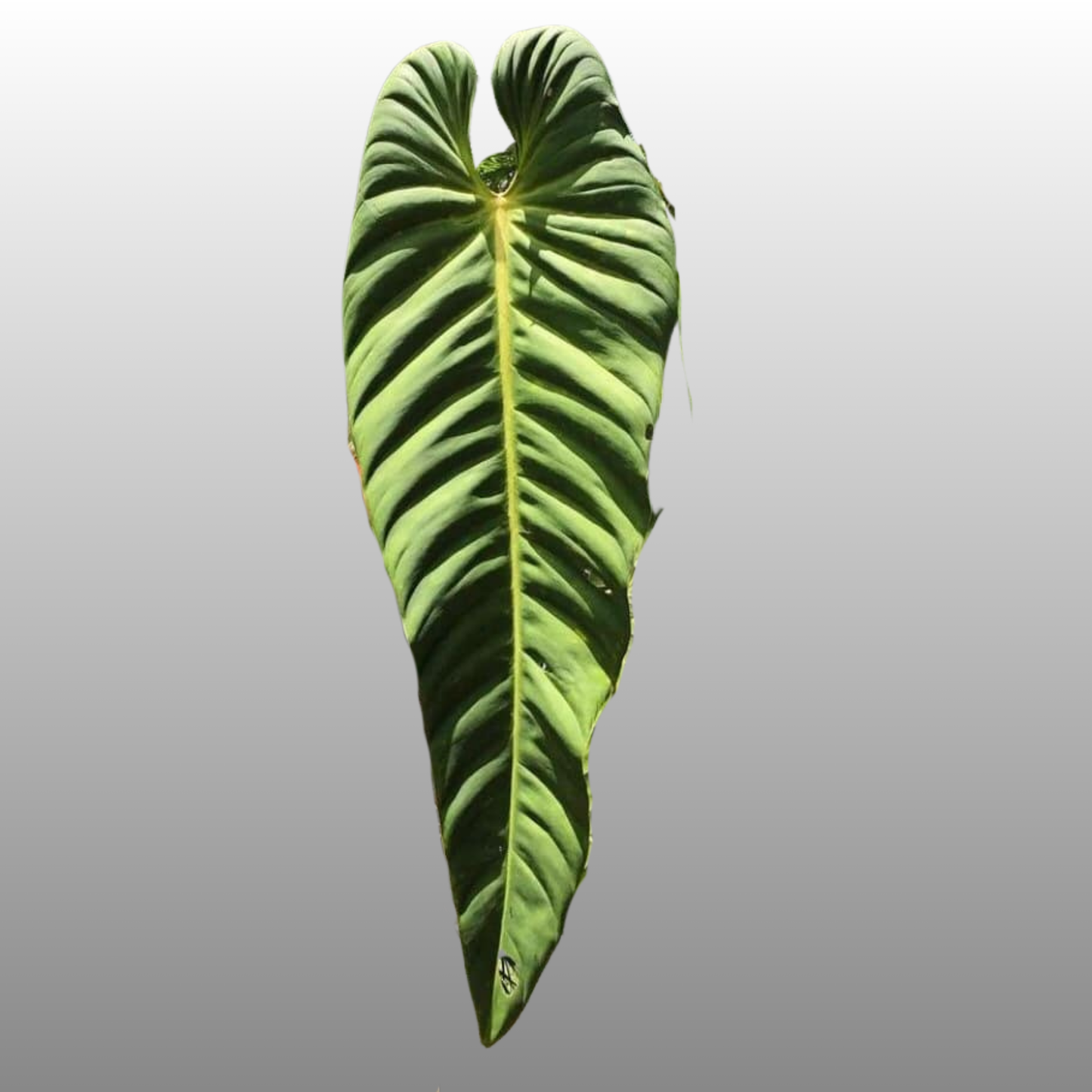 Philodendron Esmeraldense - C