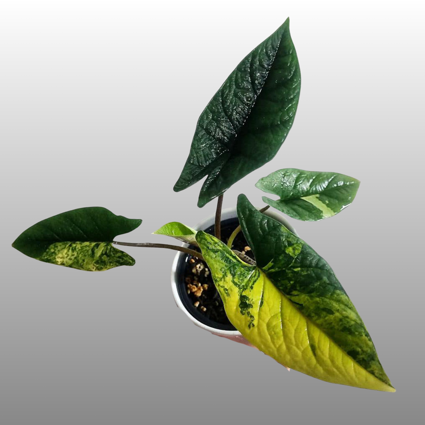 Alocasia Scalprum Aurea Variegated