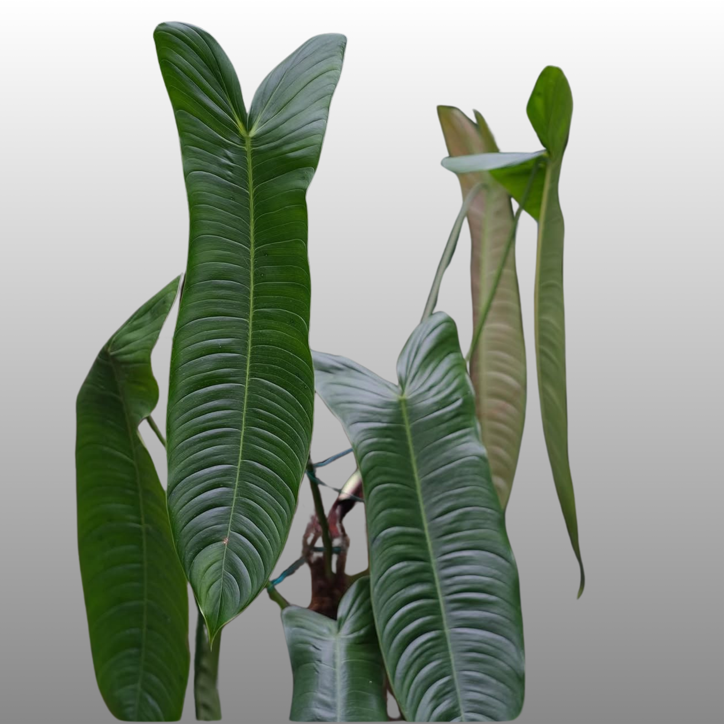 Philodendron Sharoniae - B