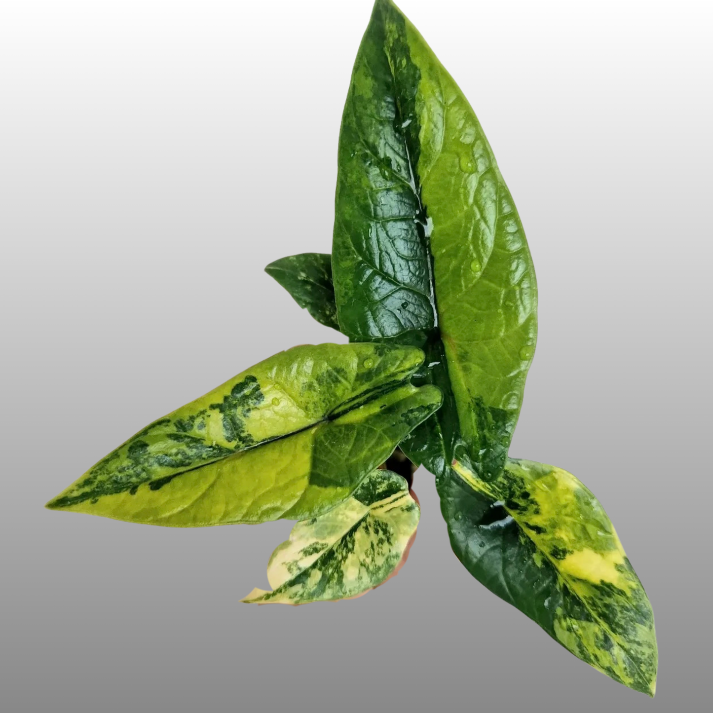 Alocasia Scalprum Aurea Variegated