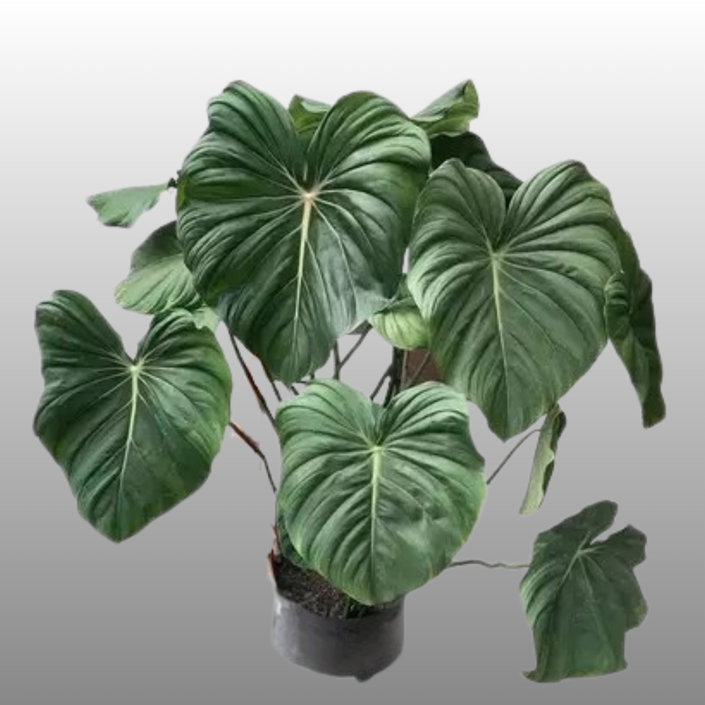 Philodendron Pastazanum