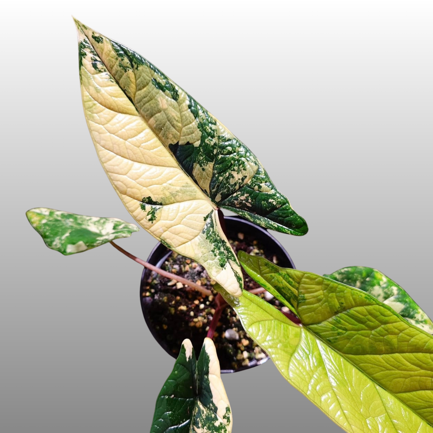 Alocasia Scalprum Aurea Variegated