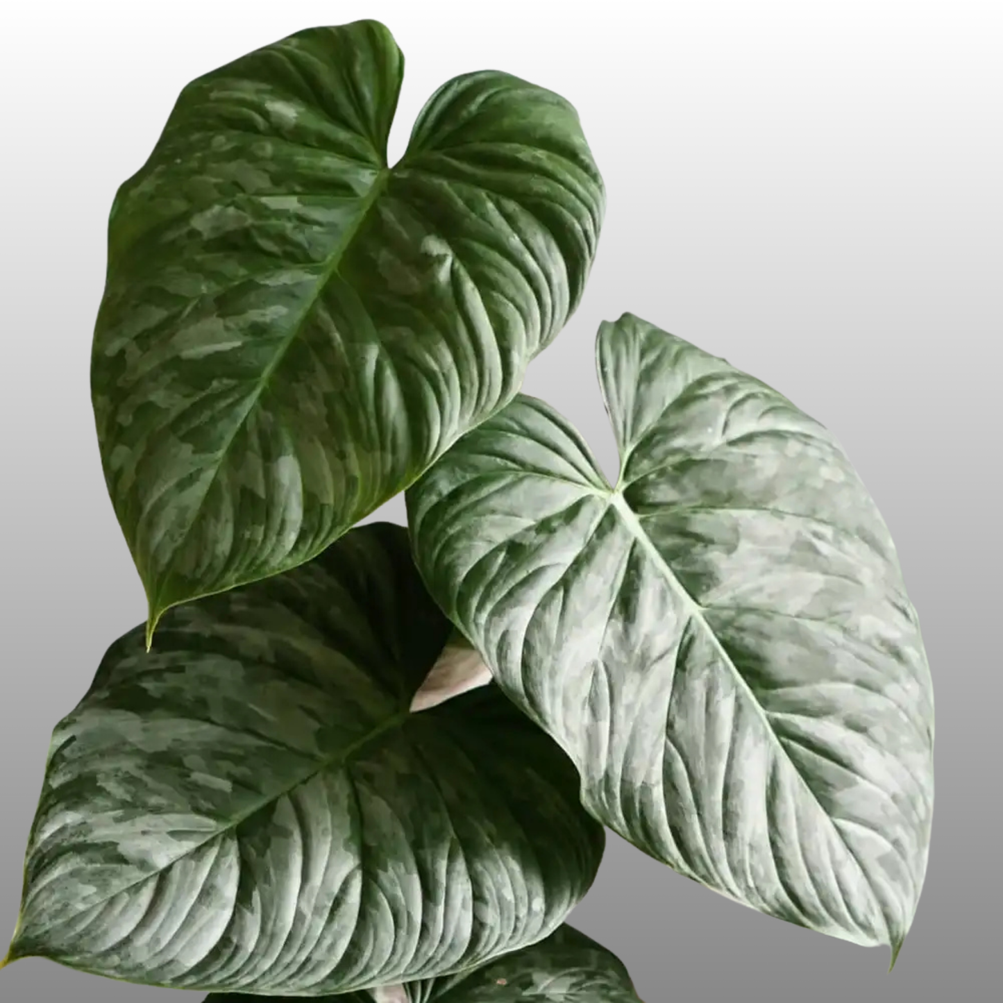 Philodendron Majestic
