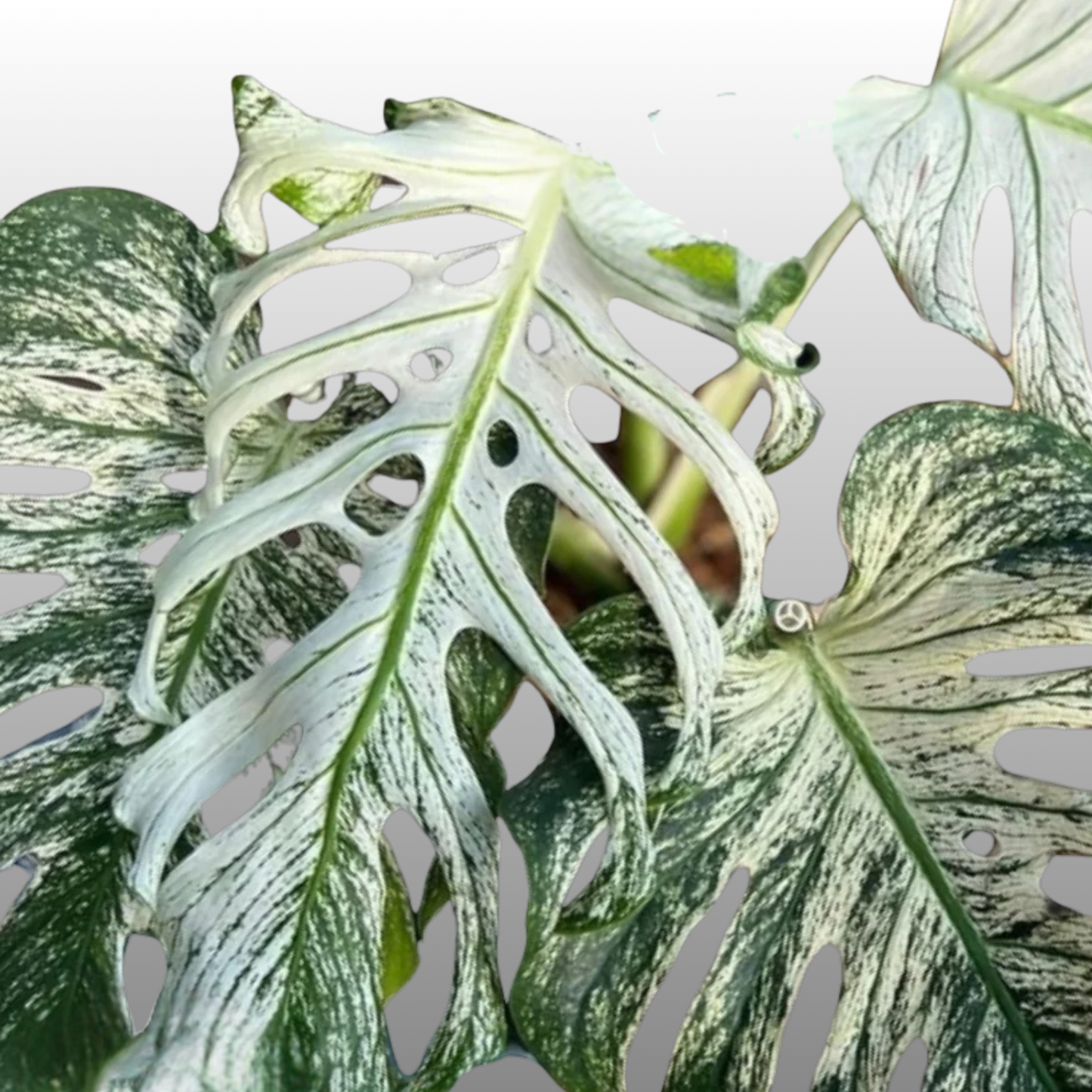 Monstera Devil Monster - A Grade (Read Bio to what a A-Grade is)
