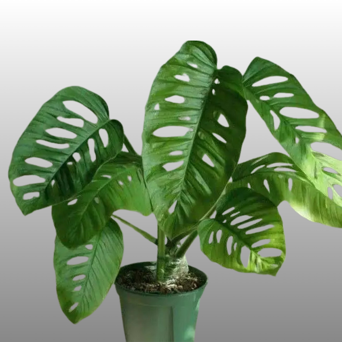 Monstera Acuminata