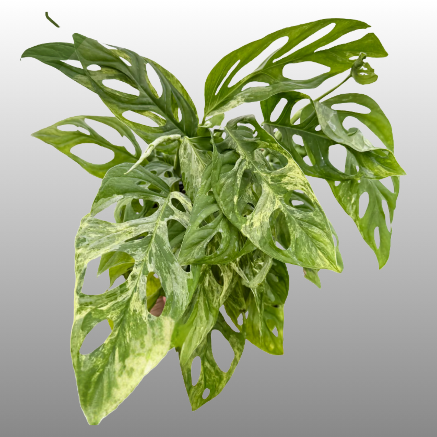 Monstera Adansonii Mint