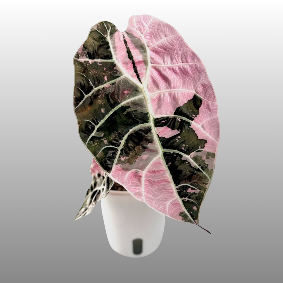 Alocasia Watsonia Pink Variegated
