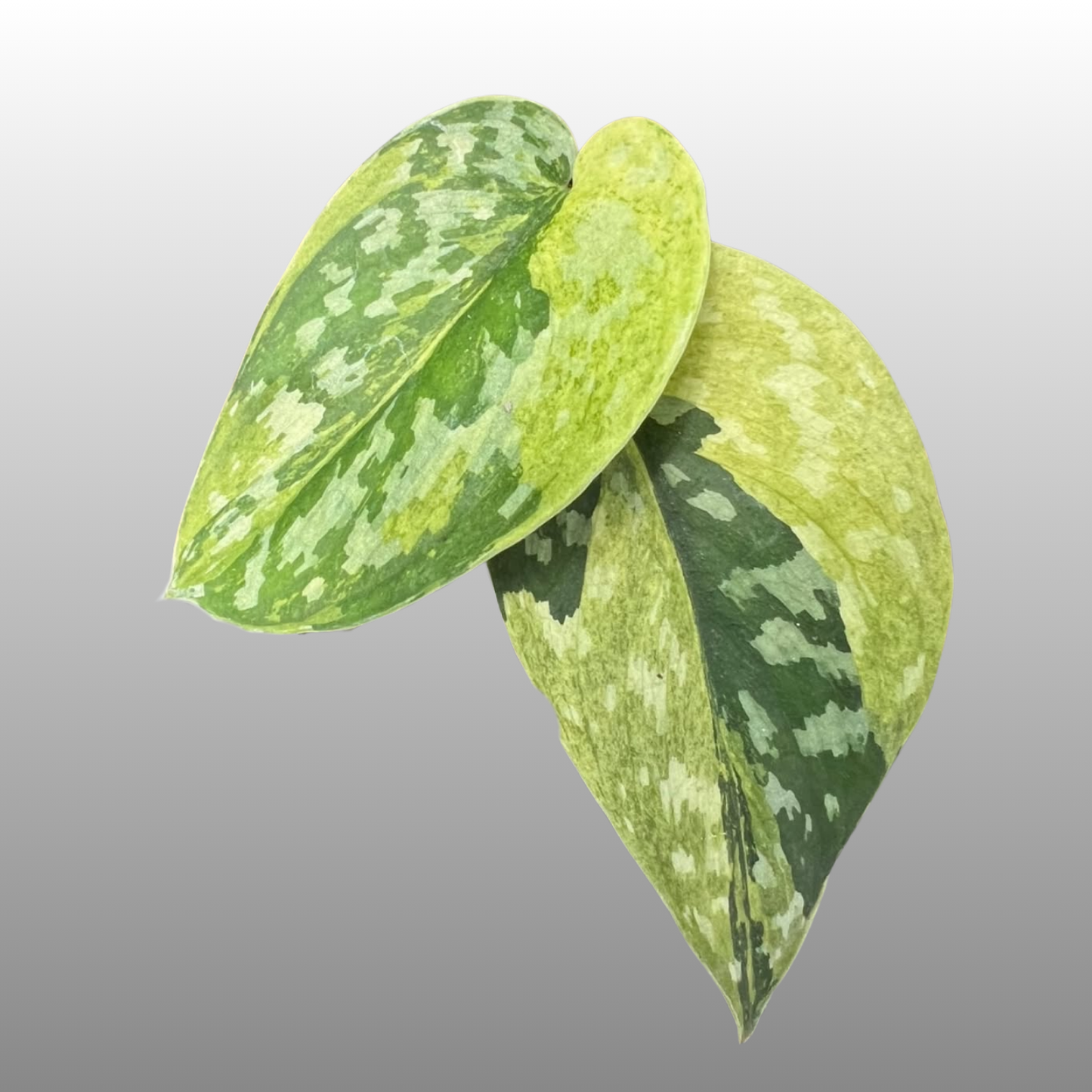 Scindapsus Majika