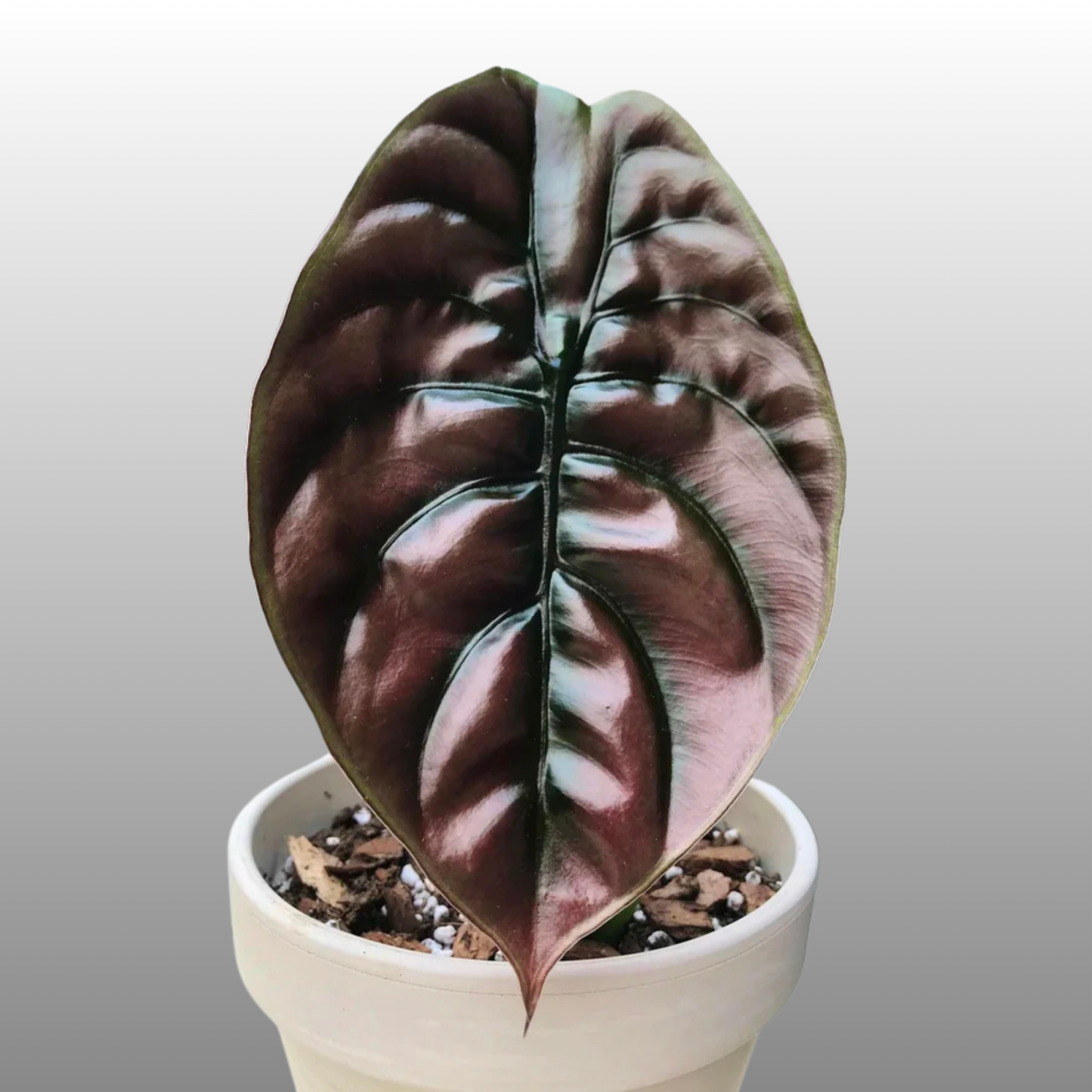 Alocasia Azlanii