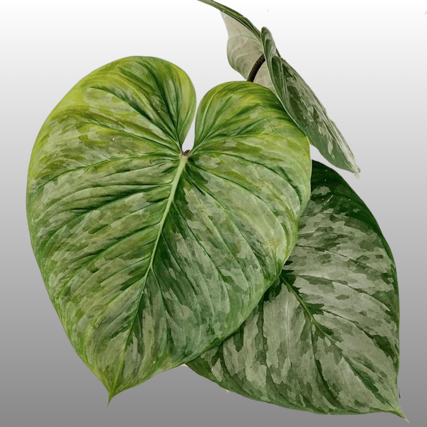 Philodendron Majestic