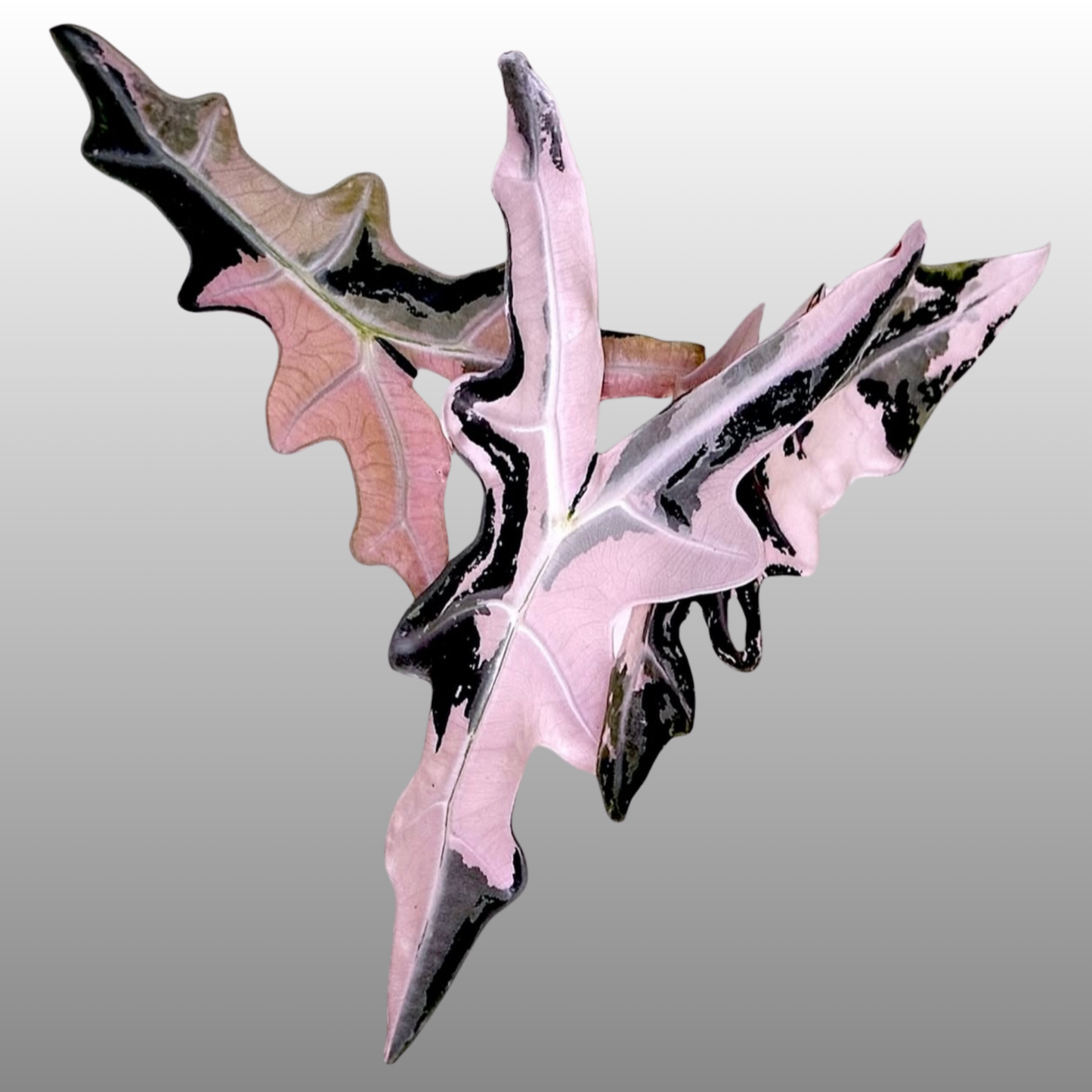 Alocasia Pink Nobilis - E/C