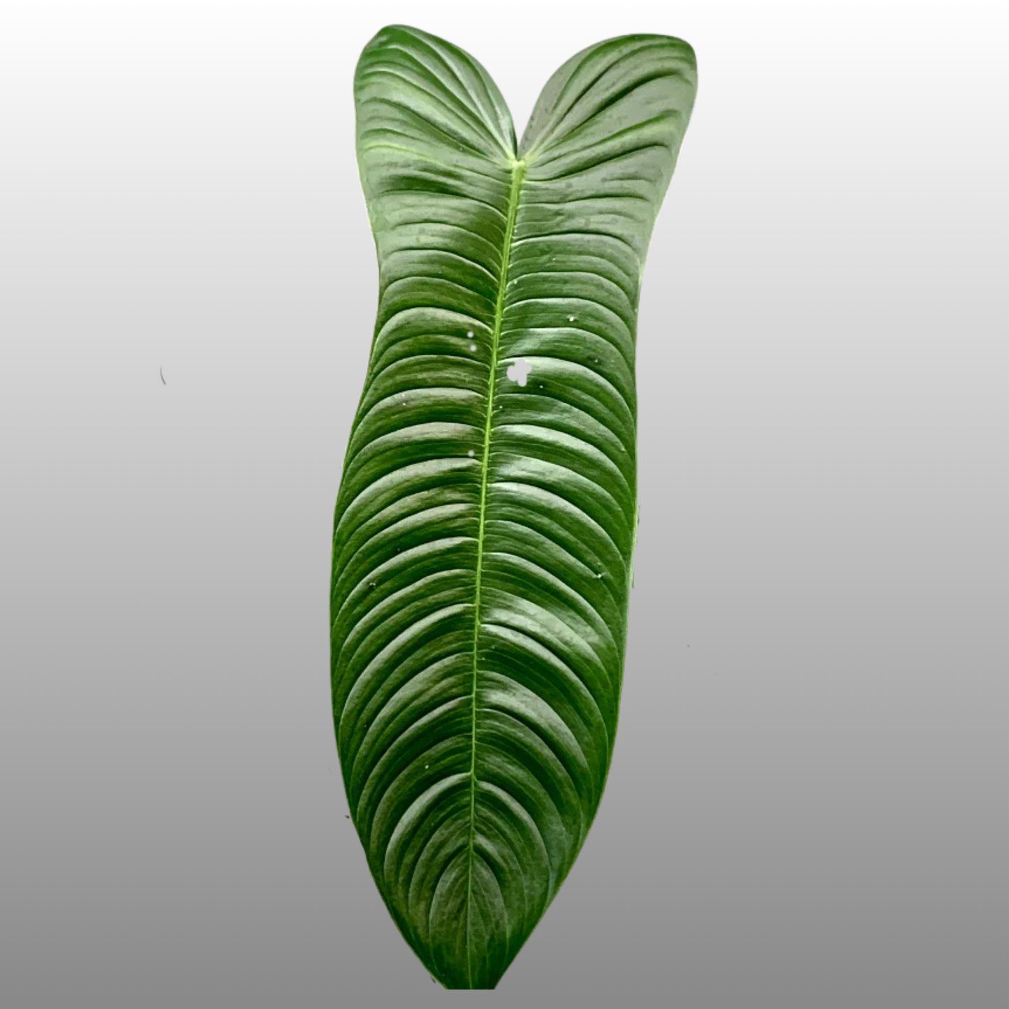 Philodendron Sharoniae - B