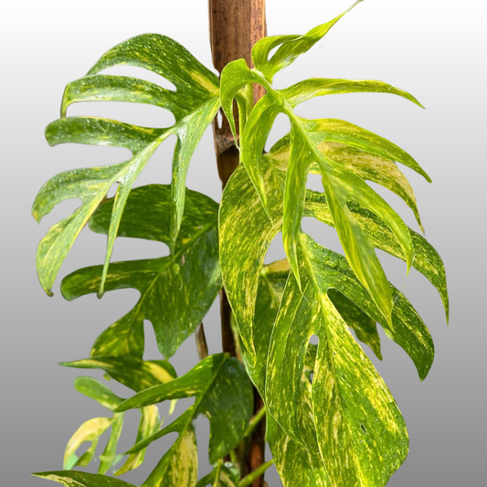 Epipremnum Pinnatum Cebu Blue Aurea