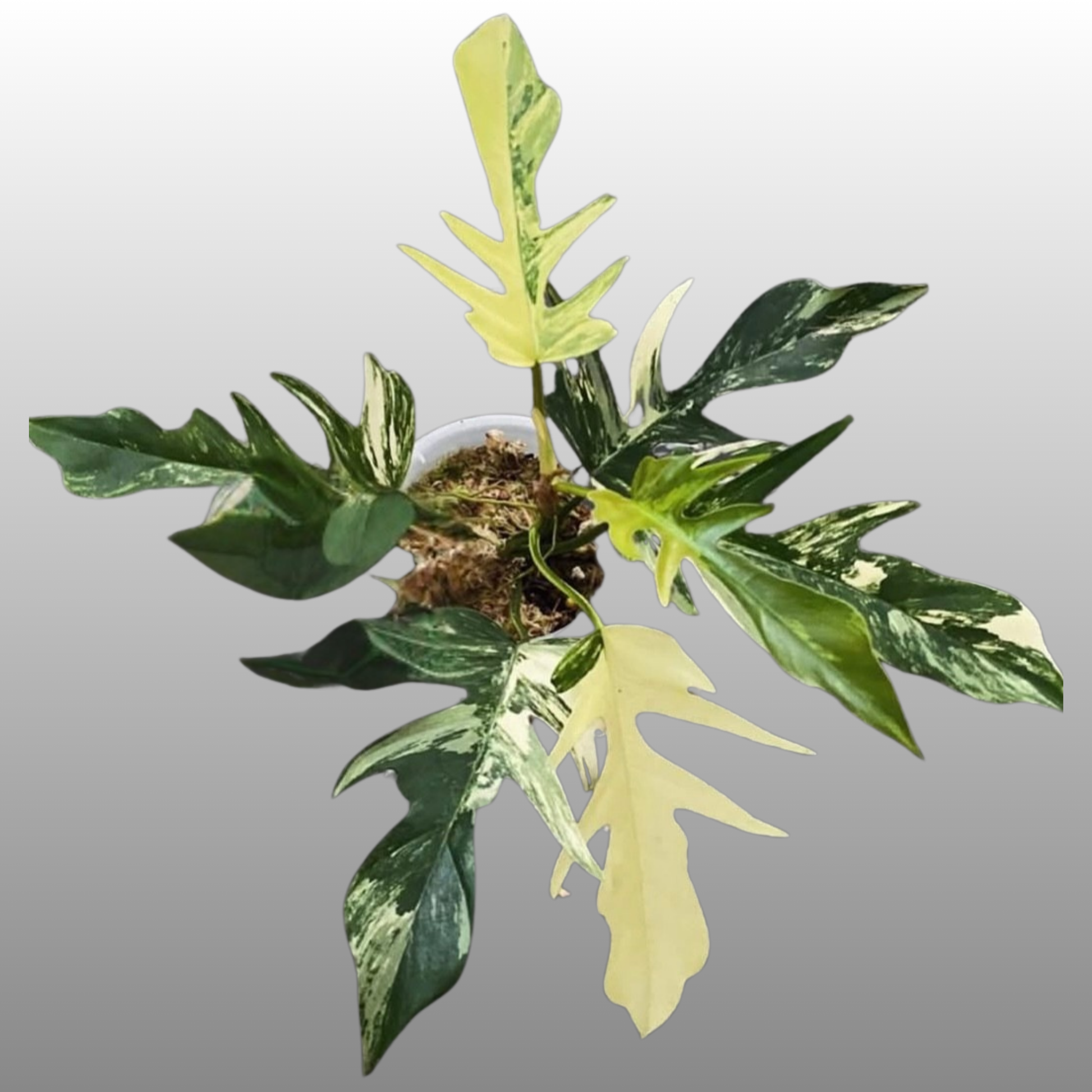 philodendron florida nz Philodendron Florida Beauty × Tortum Variegated
