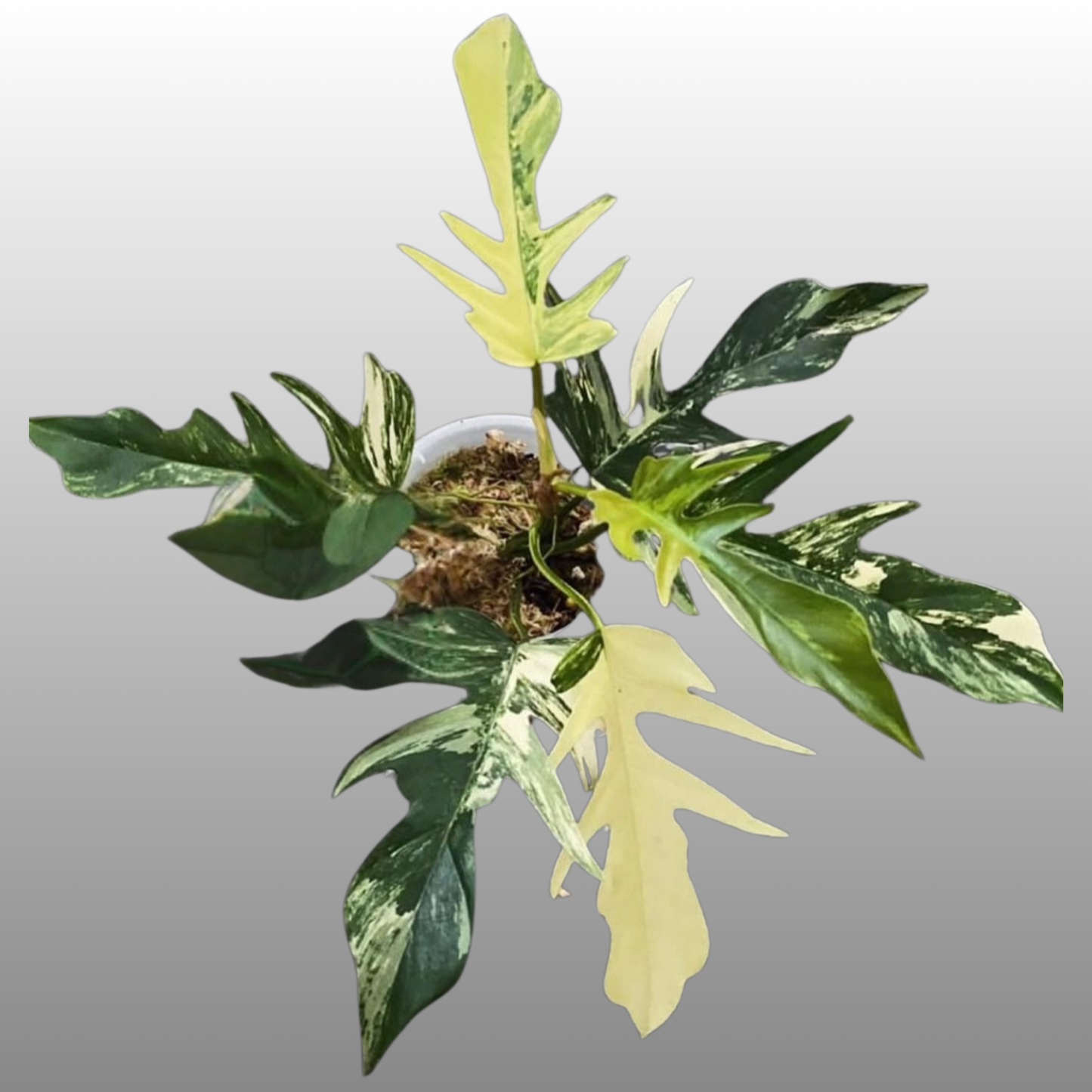 Philodendron Florida Beauty × Tortum Variegated