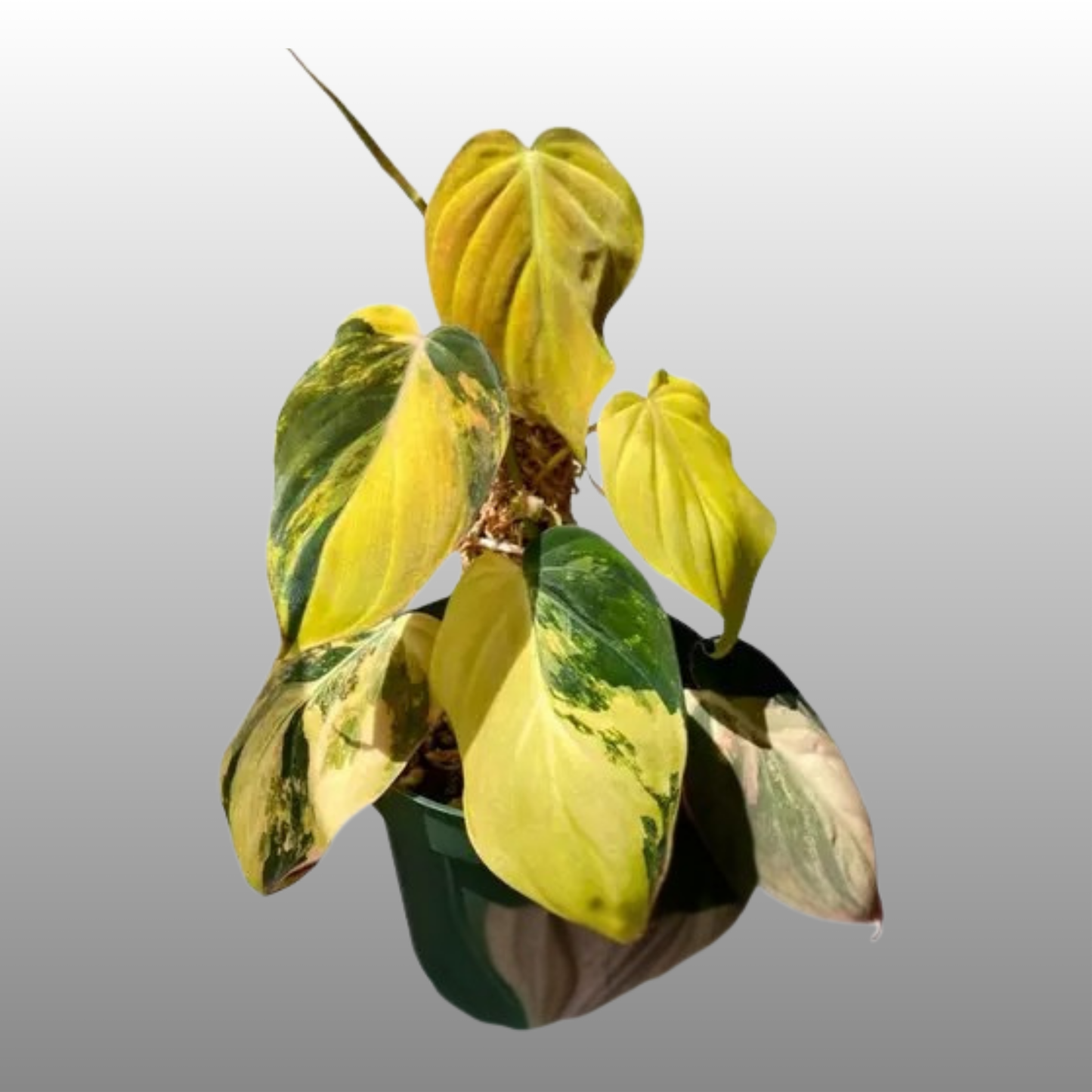 Philodendron Micans Variegated