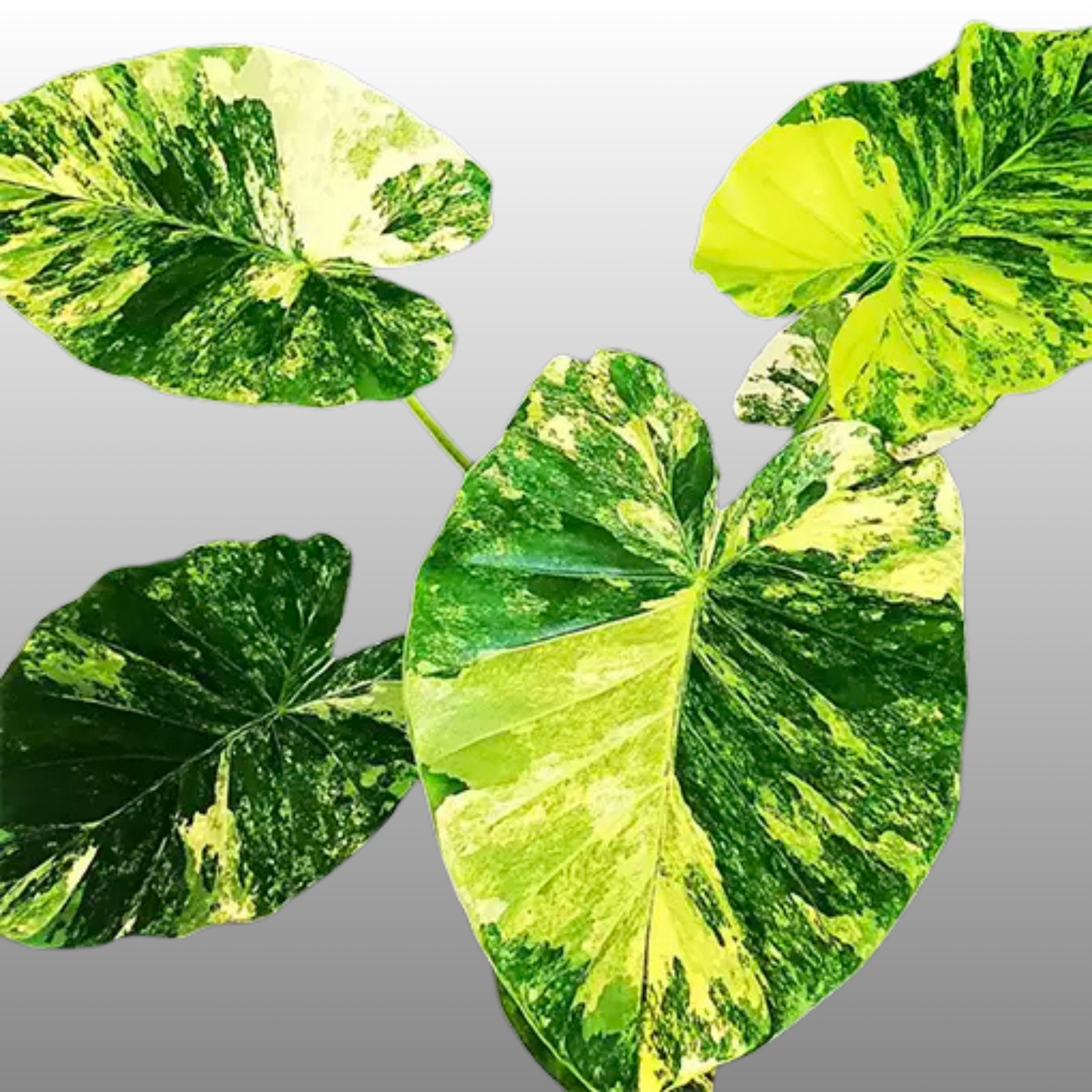 Alocasia Gageana Aurea