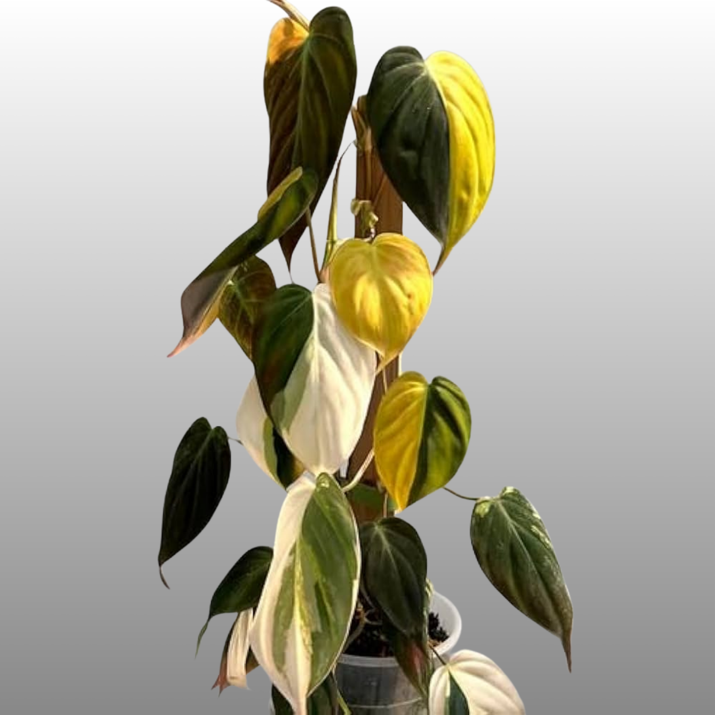 Philodendron Micans Variegated
