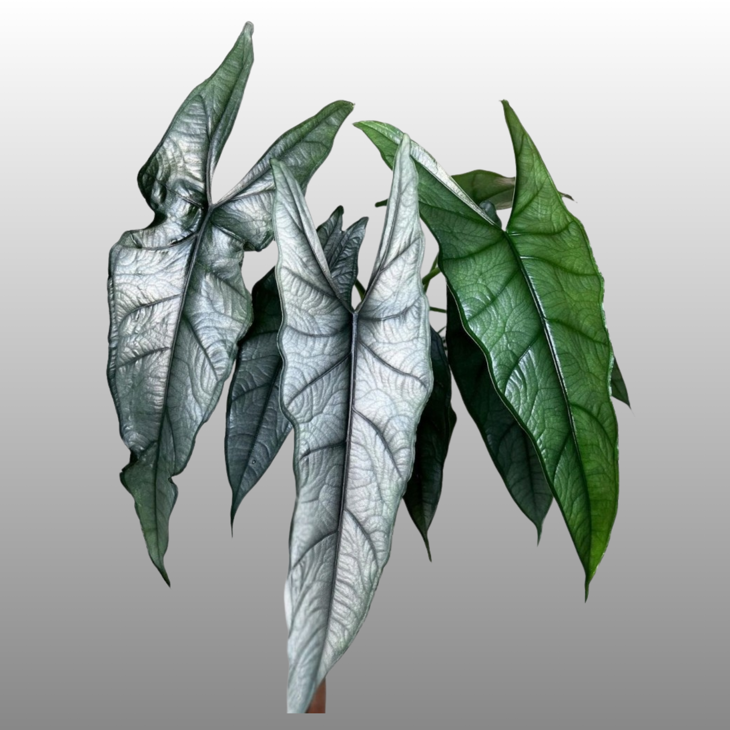 Alocasia Dragon’s Breathe - E