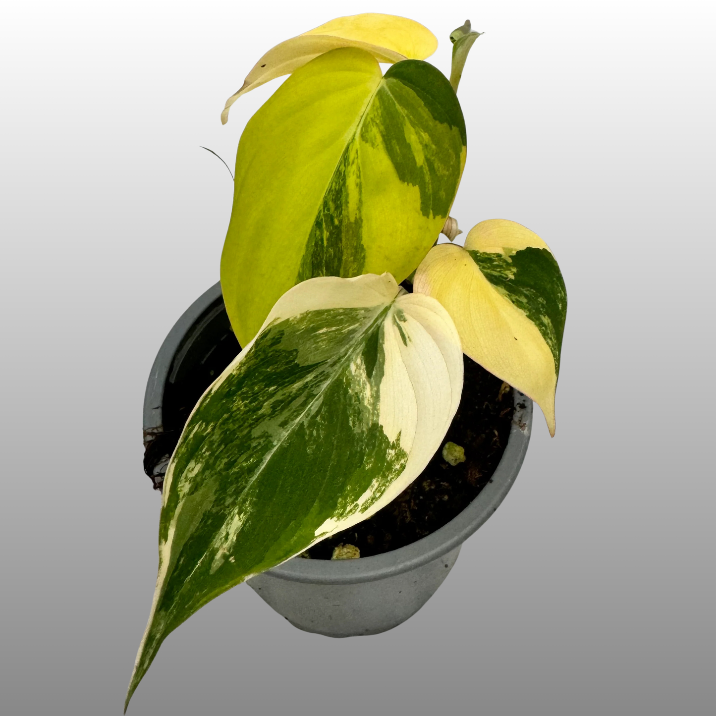 Philodendron Micans Variegated