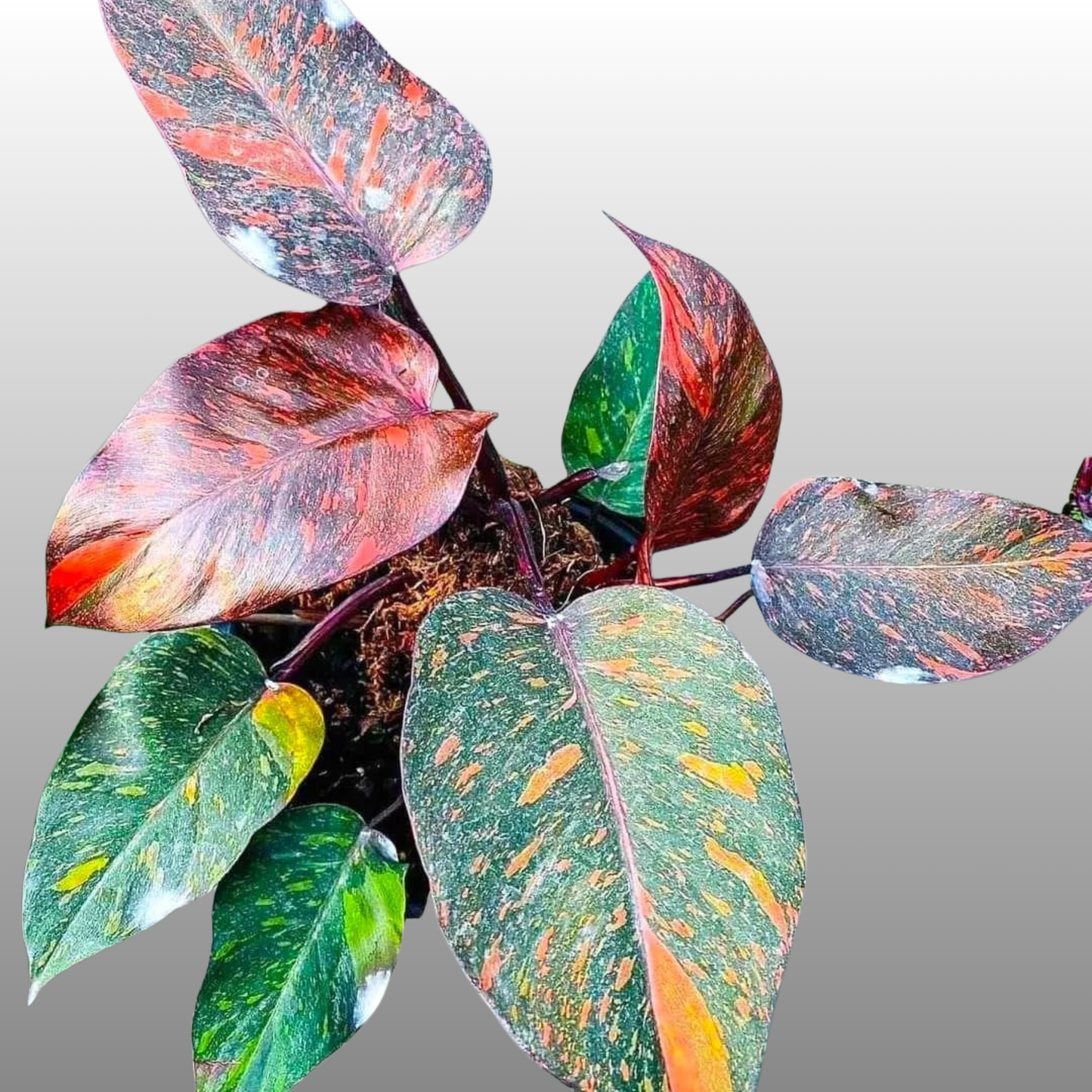 Philodendron Orange Princess - B