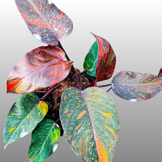 Philodendron Orange Princess - B