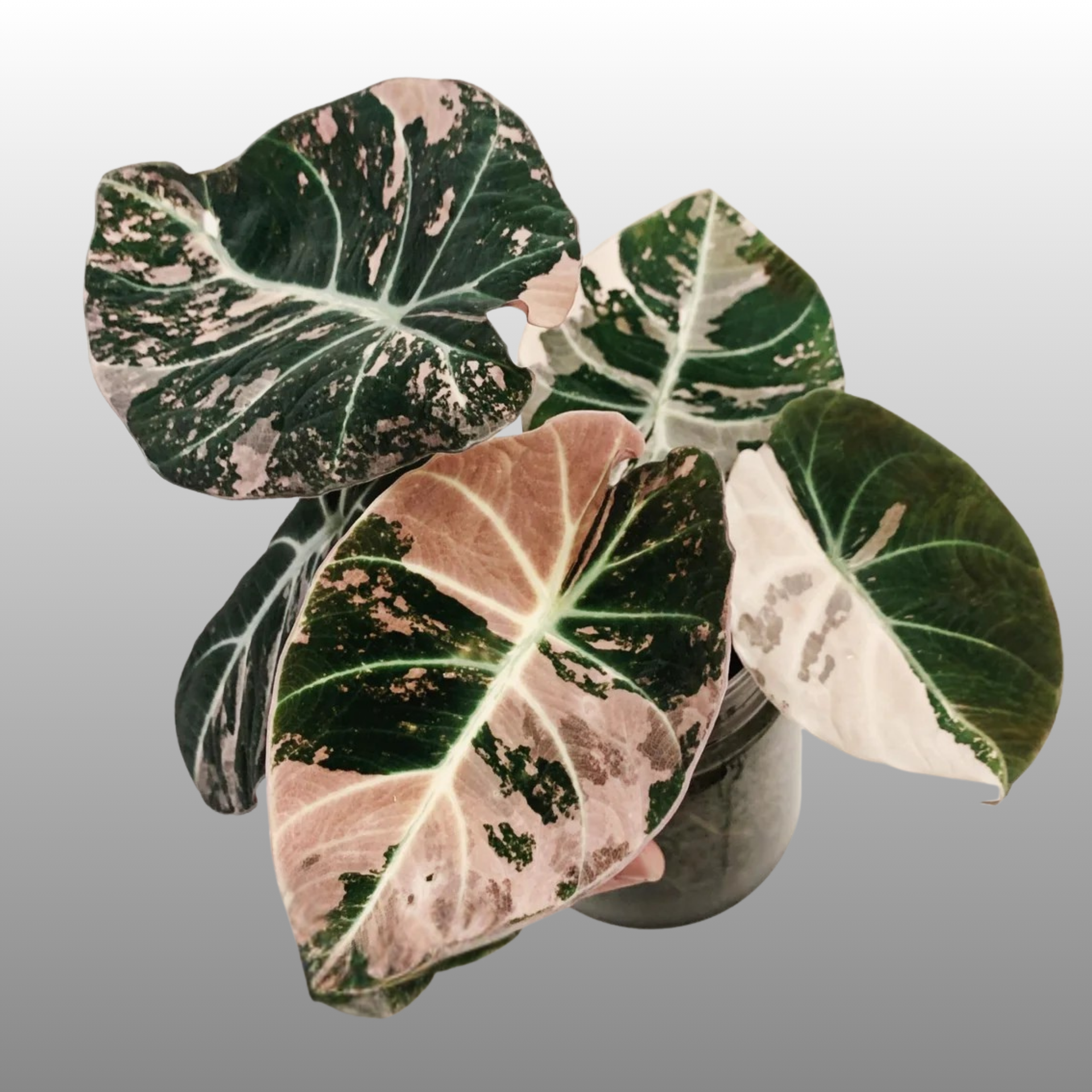 Alocasia Black Velvet Pink │ アロカシア 美斑】Alocasia Black Velvet Pink Albo│アロカシア ブラック