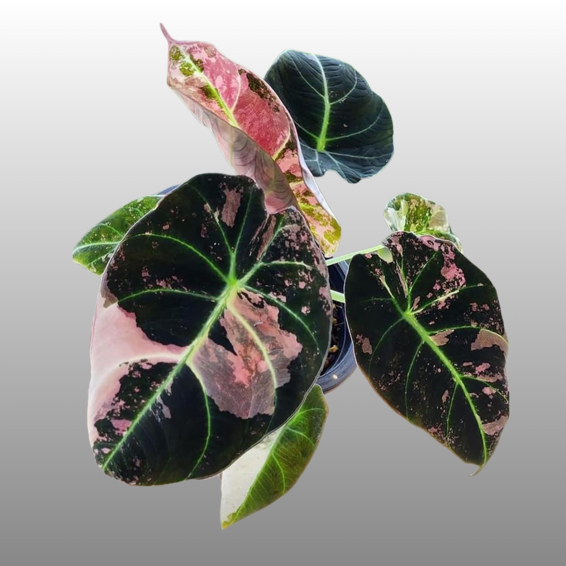 Alocasia Black Velvet Pink – Nelson Plant Guy