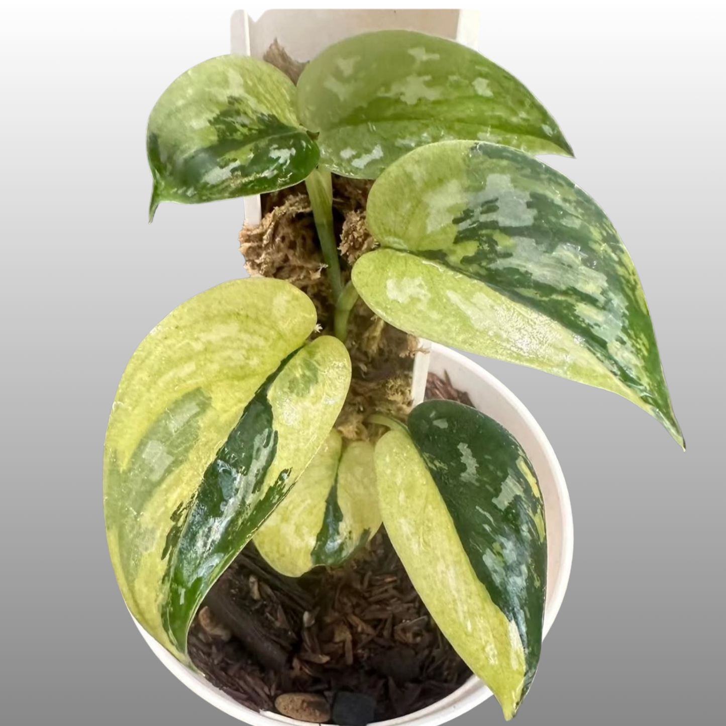 Scindapsus Majika