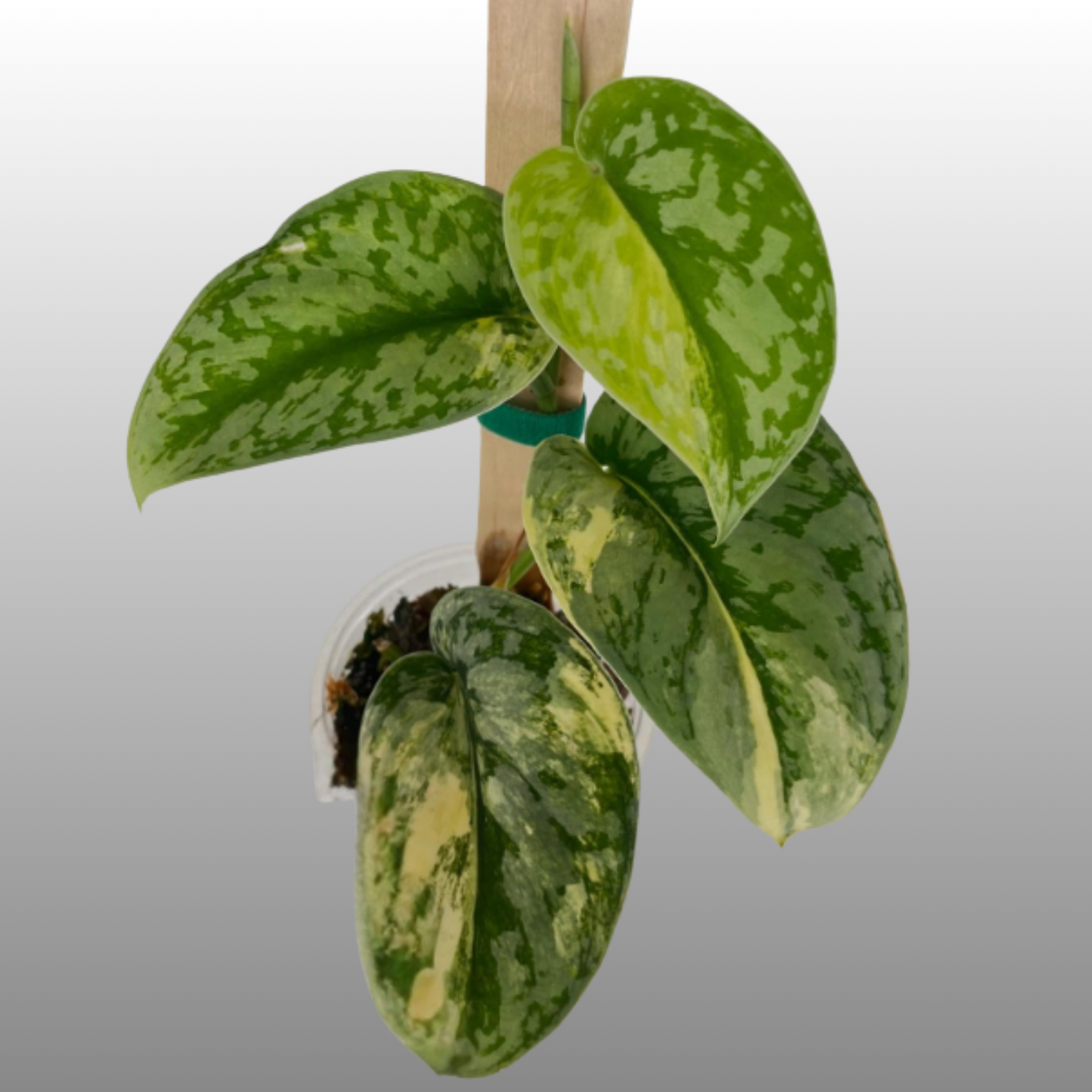 Scindapsus Exotica Aurea