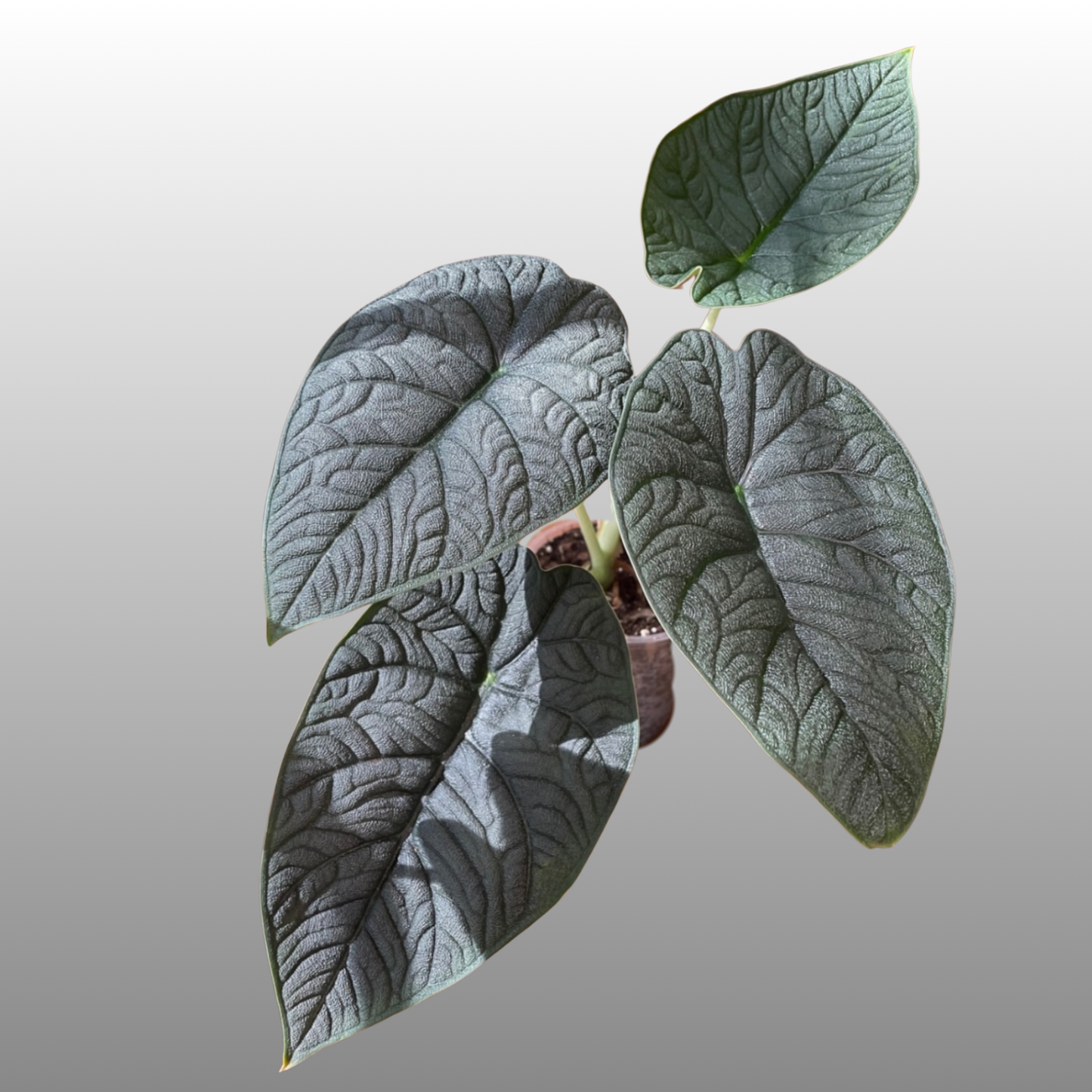 Alocasia Melo